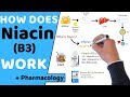 How does Niacin (B3) Work? (+ Pharmacology)