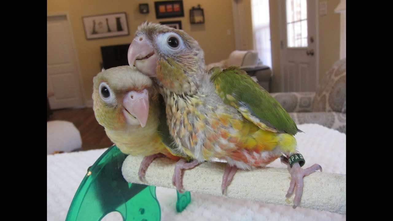 Video 4 Pine and Apple's Baby Pineapple Green Cheek Conures YouTube