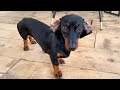 Dachshunds see deer for the first time| Loulou & Coco’s Diary.