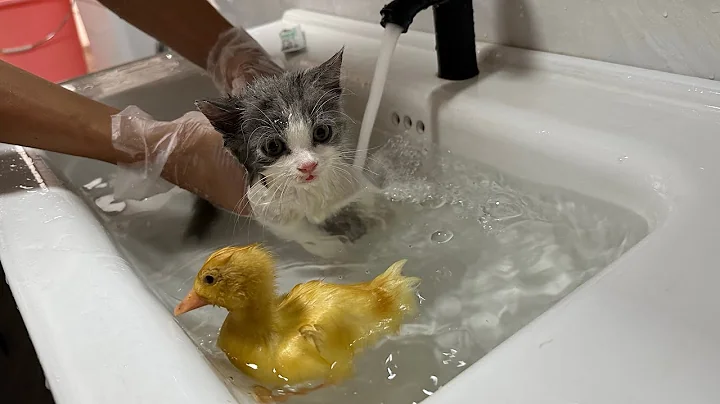 Watch the video about The kitten and duckling take a bath for the first time.The kitten meowed loudly.