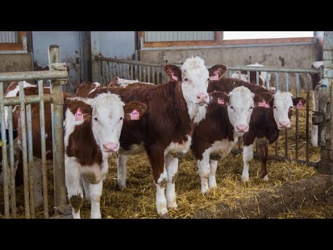 Video: Kako Nahraniti Bikove