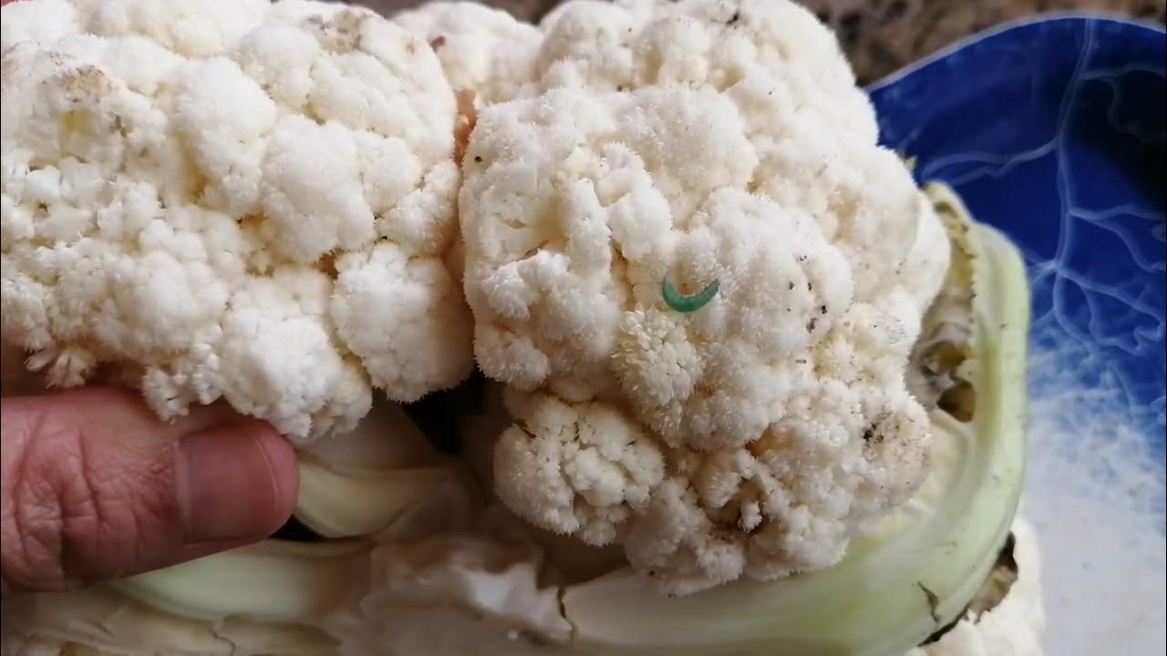 shortvideo worm of cauliflower YouTube