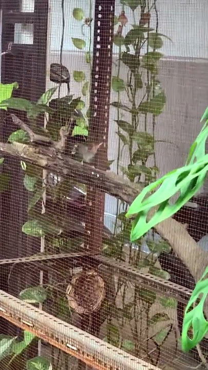 Burung Prenjak Langsung Gacor di Aviary mini