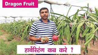 Dragon fruit Harvesting कब करें । 9106310963