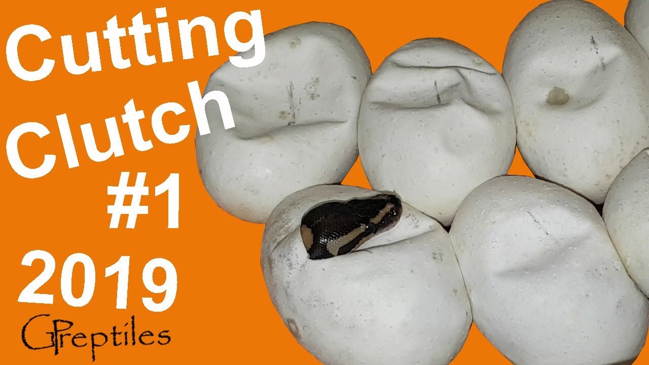 królewskie piwo Cutting Ball Python Clutch #1 in 2019 - Fire x Enchi Calico!