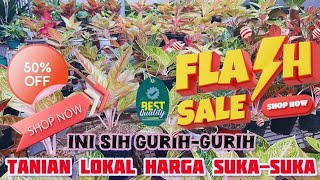 Download Lagu Aglaonema Lokal, Kualitas Oke Harga Asik, Super Terjangkau. Karna Tanian Sendiri… eps 1411 MP3 Download Lagu Aglaonema Lokal, Kualitas Oke Harga Asik, Super Terjangkau. Karna Tanian Sendiri… eps 1411 MP3