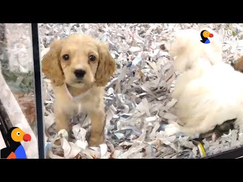 Video: Twee grote Amerikaanse steden verbannen puppymolen huisdieren in dierenwinkels