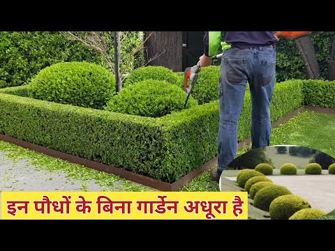 वीडियो: दीवारों वाला बगीचा कैसे लगाएं?