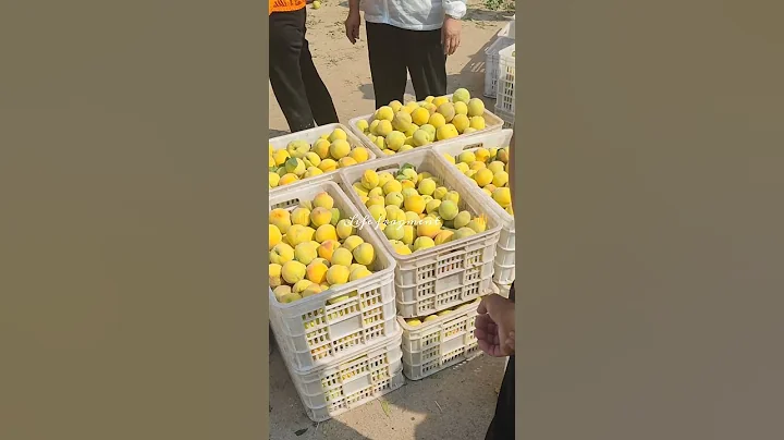 2023 canned yellow peach season #canned #cannedfood #peach - DayDayNews