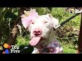 Blind And Deaf Rescue Dog Doesn't Know She's Any Different + Inspiring Dog Rescues | The Dodo Top 5