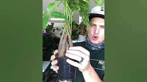 Pachira Money Tree Care Guide