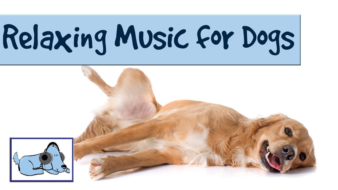 music to relax your dog