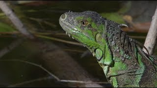 Green Iguanas Alert 01 Footage
