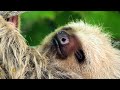 Nature: Sloths in Costa Rica