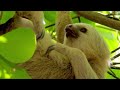 Nature: Sloths in Costa Rica