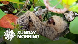 Nature: Sloths in Costa Rica screenshot 4