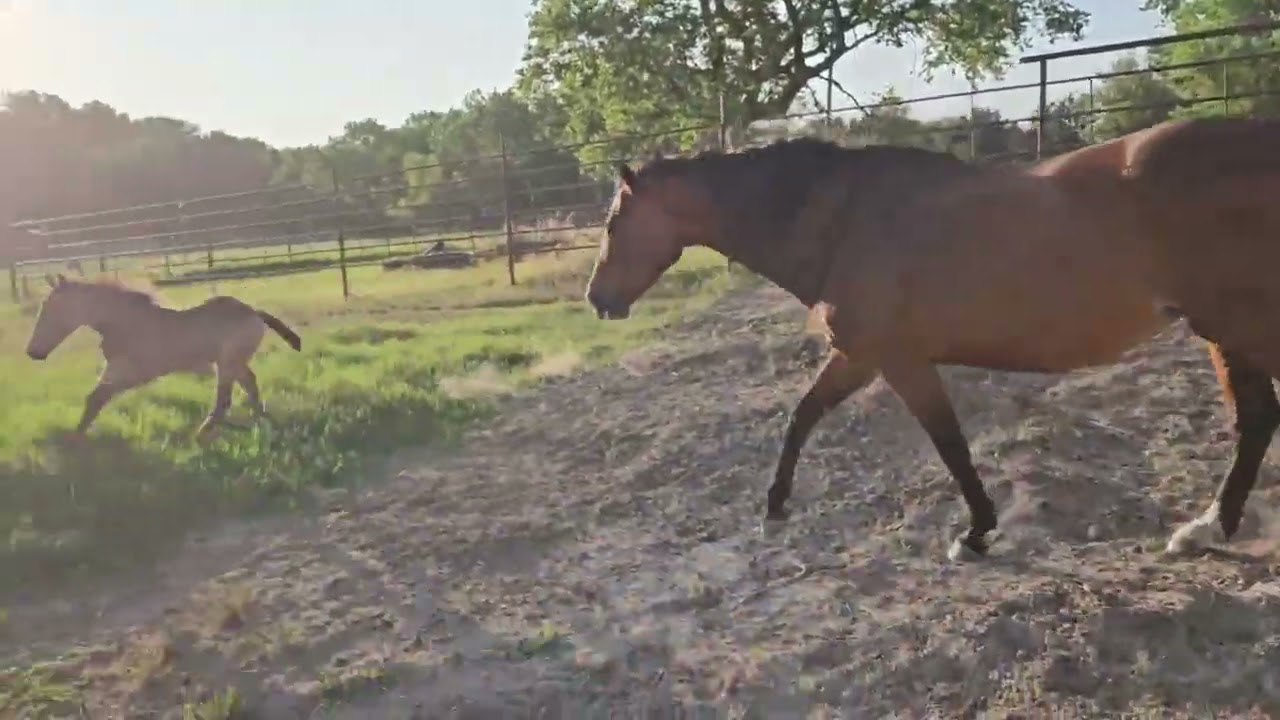 SS Smart Zancock - Josey King Hancock x WH Smart Lil Twister For Sale