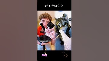 Catnip tea party for my girly… #funny #catsoftiktok #cattok #kitten #viral