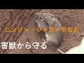 ネズミ等の害獣対策にもStehr SGF 800