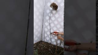 アジサイの強剪定