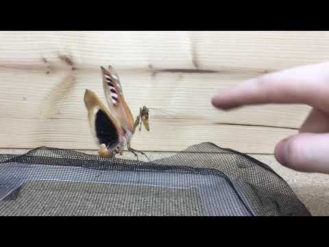 Angry Mantis fight with me 😱