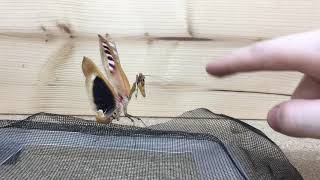 Angry Mantis fight with me 😱