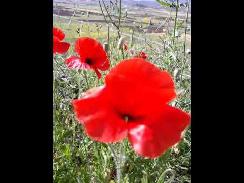 فيديو: روعة الأزهار من الكبوسينتي