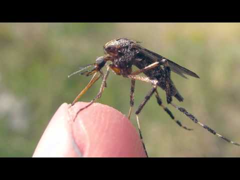 American Giant Mosquitoes