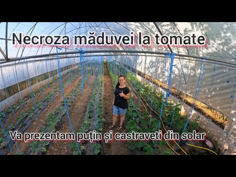 Video: Eco Tomato, Sammelbare Tomatensamen