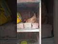 पहला अंडा देने के लिए तैयार.#dailyvlog #pets #animals #petvlog #pigeon #hens #cage #tranding #असील .
