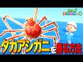 【あつ森】水族館のアイツ「タカアシガニ」を獲る方法 ～Spider Crab～【あつまれ どうぶつの森】