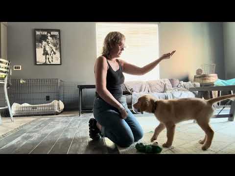 Another example of a frustration-less 'Leave- it'.