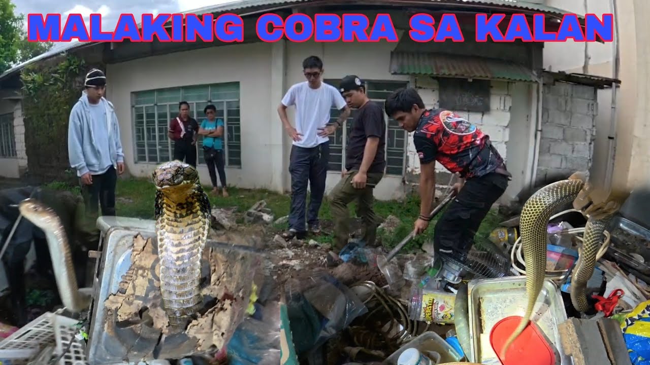 DALAWANG COBRA SA BAHAY NAG TAGO SA KALAN#cobraprince 