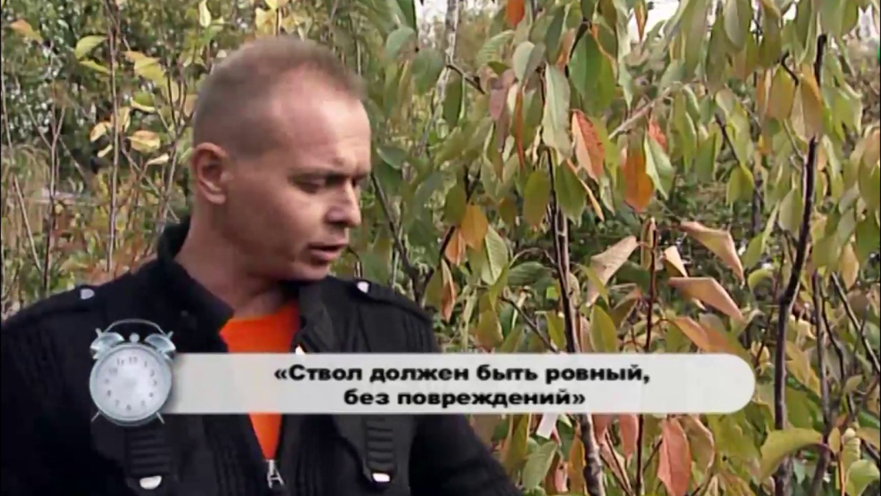 Питомник Немцево. Как выбрать саженцы черешни.