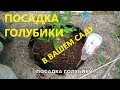 Посадка голубики.Голубика посадка и уход