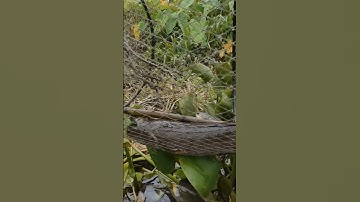 Cận cảnh cá lóc khủng dính bẫy khi thăm lờ cải tiến siêu nhạy #mientay #fishing