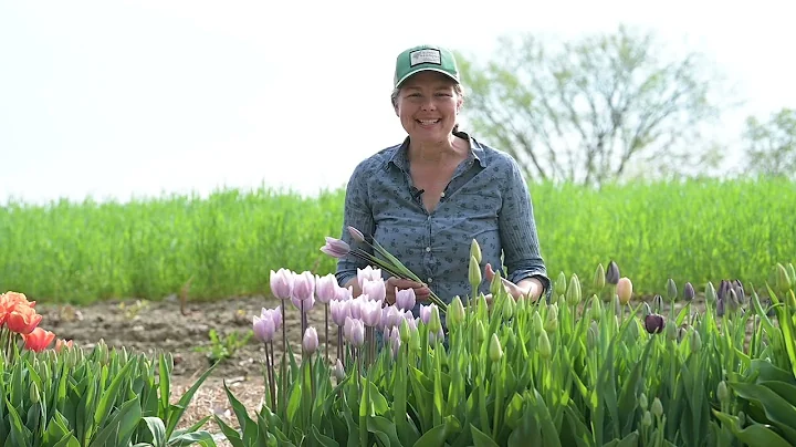 'Silver Cloud' Tulip from Johnny's Selected Seeds