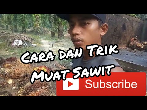 Video: Cara Membuat Buah Sawit Dari Cara Improvisasi