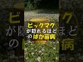 クラピアばか苗病が酷くてビックマグが隠れた #Shorts