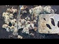 electro phunk (OFFICIAL MUSIC VISULISER)