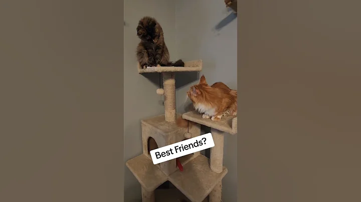 Watch the video about Are They Friends? Giant Maine Coon & Kitten Have Hilarious Game!