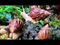 Have You Ever Truly Watched a Snail Move? It's show time #snail #snails #snailcolony #nature