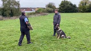 German Shepherd Personal Protection Dog Training