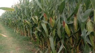 Begini Cara Tanam Jagung Tanpa Olah Tanah Dengan Jarak Ideal