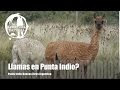 GOPRO LLAMAS by Aventura Natural