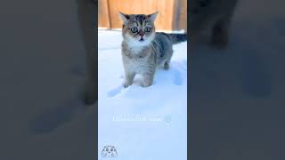 British Shorthair Cat Glasha Meows Because She Sees Snow For The First Time