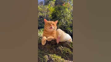 KUCING DAN BEBEK#shortvideo #viralshorts