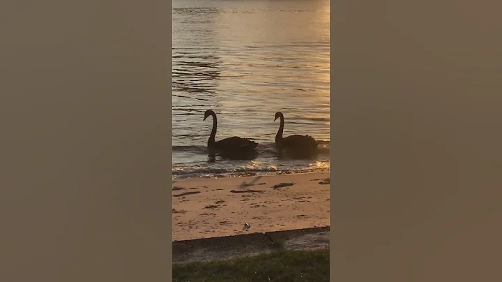 Swans swimming at sunset at Budds Beach on the Gol...