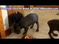 Doberman Pinscher, Puppies, Dogs, For Sale, In Tampa, Florida, FL, 19Breeders, Fort Lauderdale Doberman Pinscher, Puppies, Dogs, For Sale, In Tampa, Florida, FL, 19Breeders, Fort Lauderdale