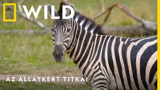 Az állatkert titkai új évad augusztus 8-tól hétfőnként 18:00-kor I National Geographic WILD